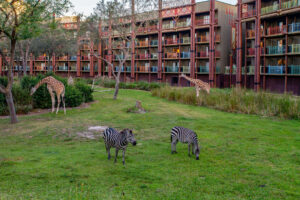 Savanna at the Disney's Animal Kingdom Lodge