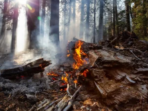 Wild forest fire in Yosemite National Park, California, United States of America. Taken in Autumn season of 2018.