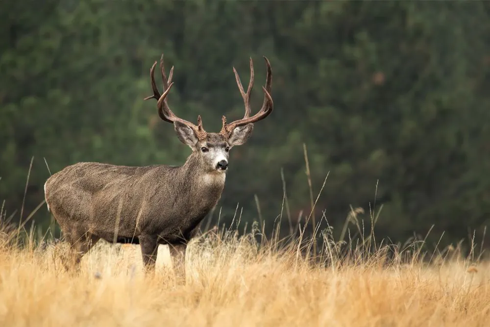 Mule Deer Buck on Gold and Green